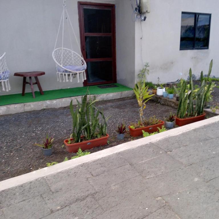 home of plants - Apartamento de 2 dormitorios - 31