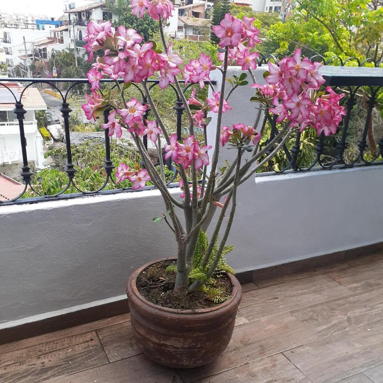 Le Petit Coeur - Beautiful Ocean View Romantic Zone - Apartment mit 1 Schlafzimmer - 48