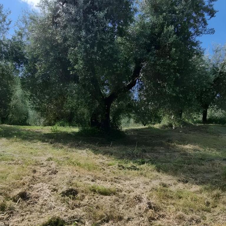 Tra gli ulivi e il panorama - Deluxe-Apartment mit 2 Schlafzimmern und Gartenblick - 16