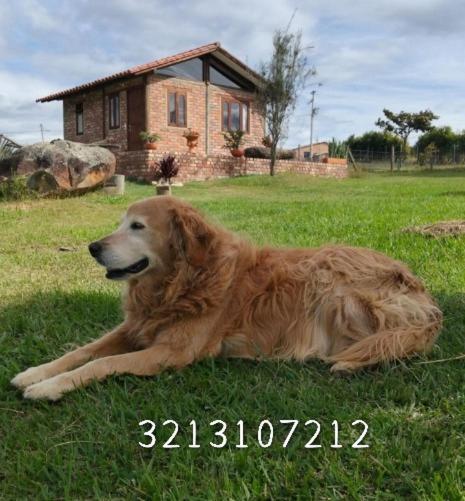 Cabaña lagovilla - Casa - 11