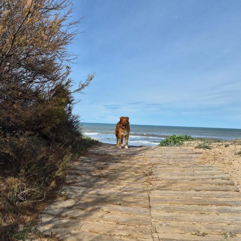 Sunny and stylish Apartment in Oliva - 3 Bedrooms - Apartamento de 3 dormitorios - 23