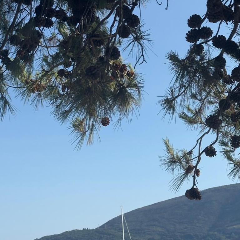Little Paradise - Apartman sa 1 Spavaćom Sobom - 15