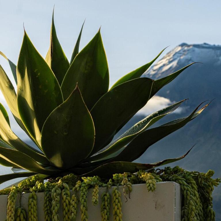 Luxury Retreat - Infinity Pool & Volcano Views - Casa con 1 dormitorio - 26