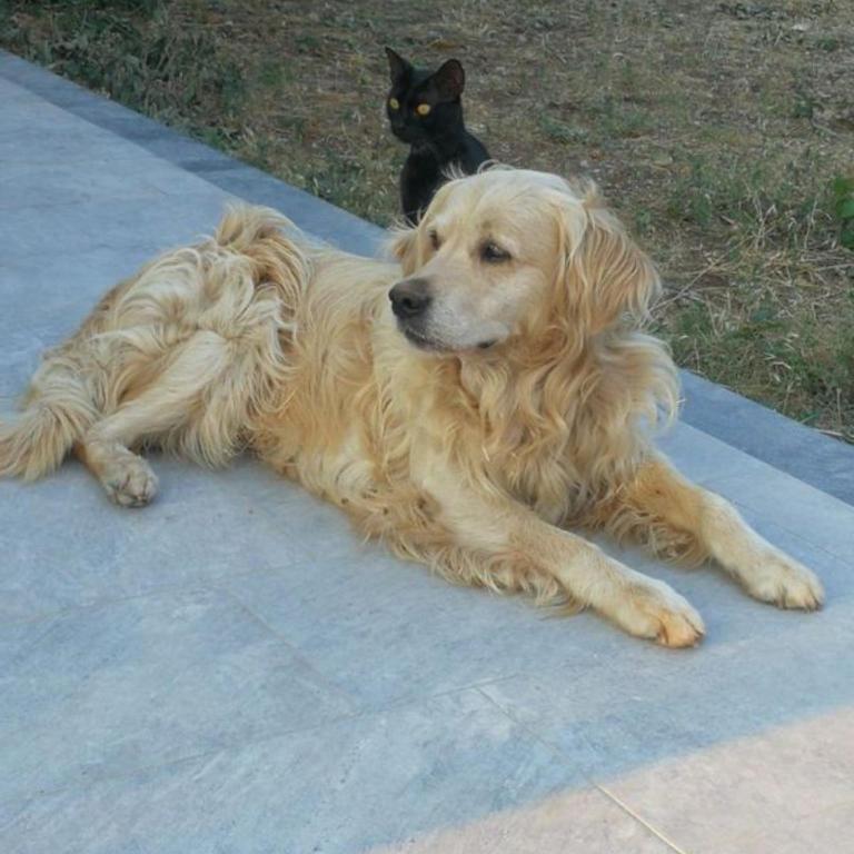 La casa di 8 pet-friendly home - Casa Vacanze - 20