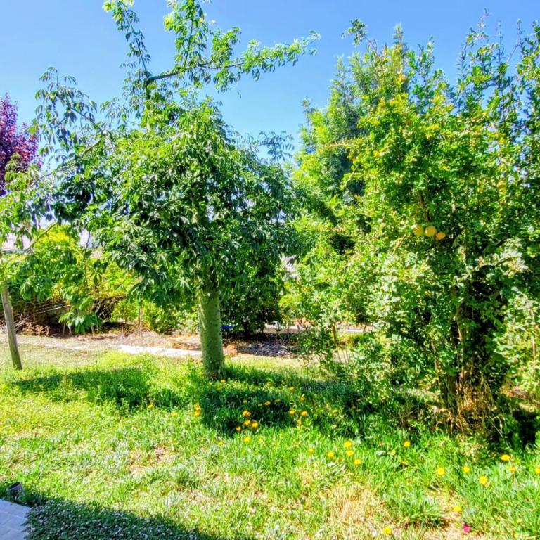 Family house with nice garden 10min from Sanlúcar - Casa de 3 dormitorios - 56