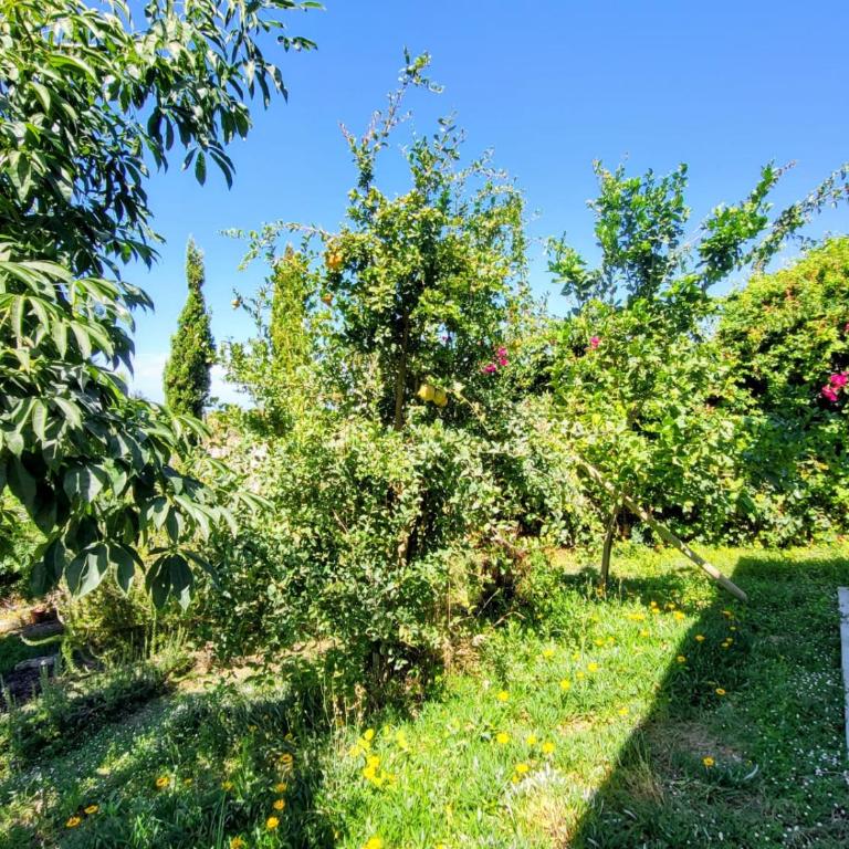 Family house with nice garden 10min from Sanlúcar - Casa de 3 dormitorios - 55