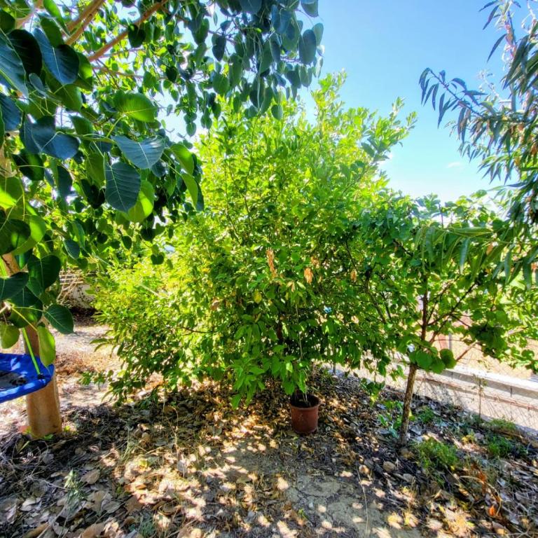 Family house with nice garden 10min from Sanlúcar - Casa de 3 dormitorios - 60