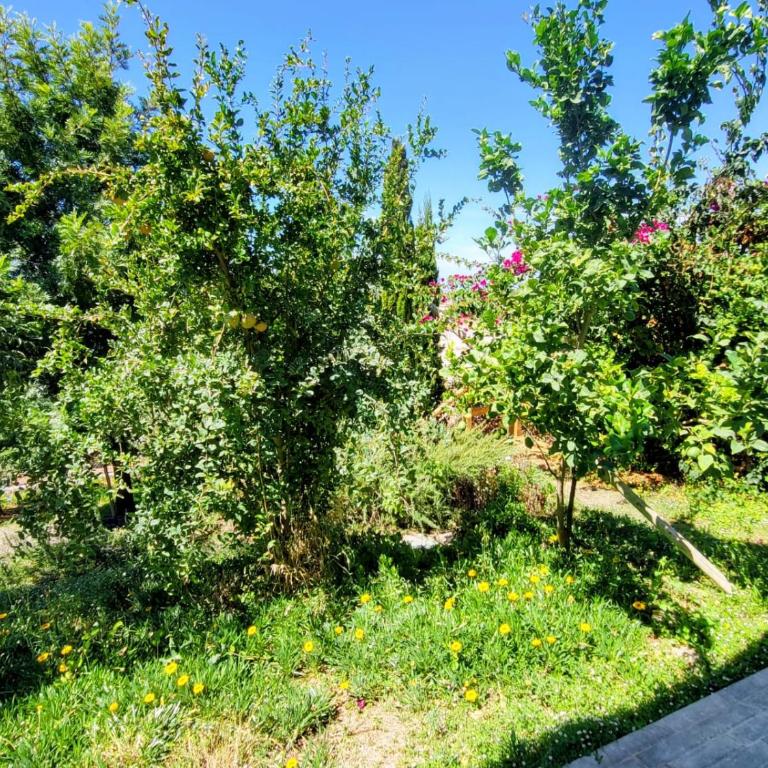 Family house with nice garden 10min from Sanlúcar - Casa de 3 dormitorios - 61