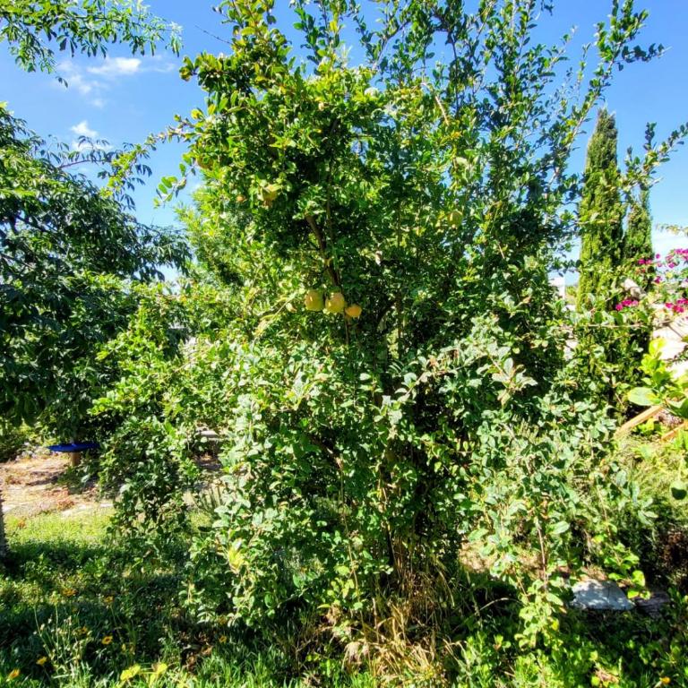 Family house with nice garden 10min from Sanlúcar - Casa de 3 dormitorios - 67