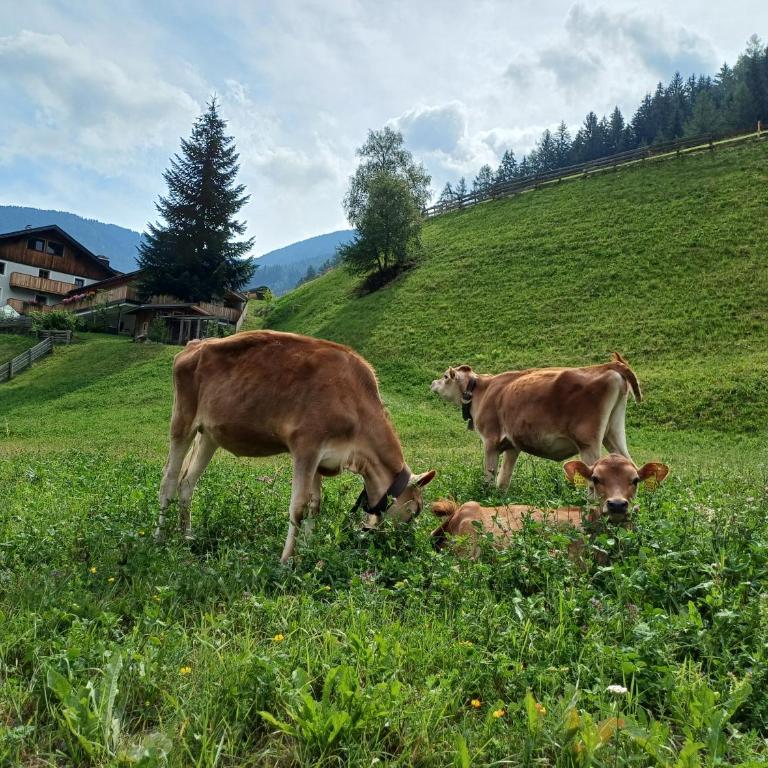 Hanselerhof Jaufental Ratschings mit Sauna - Appartement 2 Chambres - 39