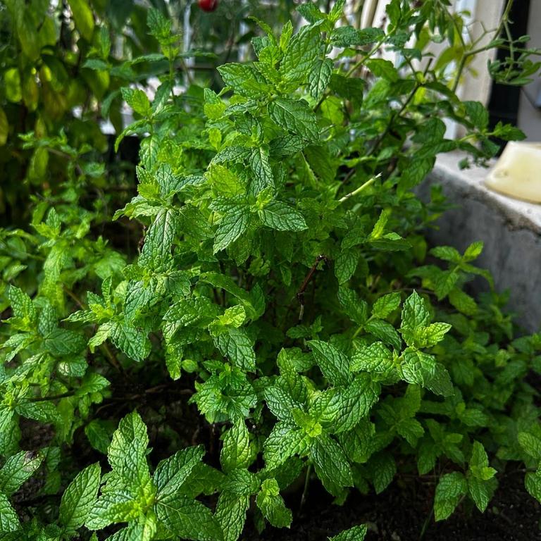 4BR Sea View Garden Apartment near Cannes and 1min from Beach - Appartement - Rez-de-Chaussée - 25
