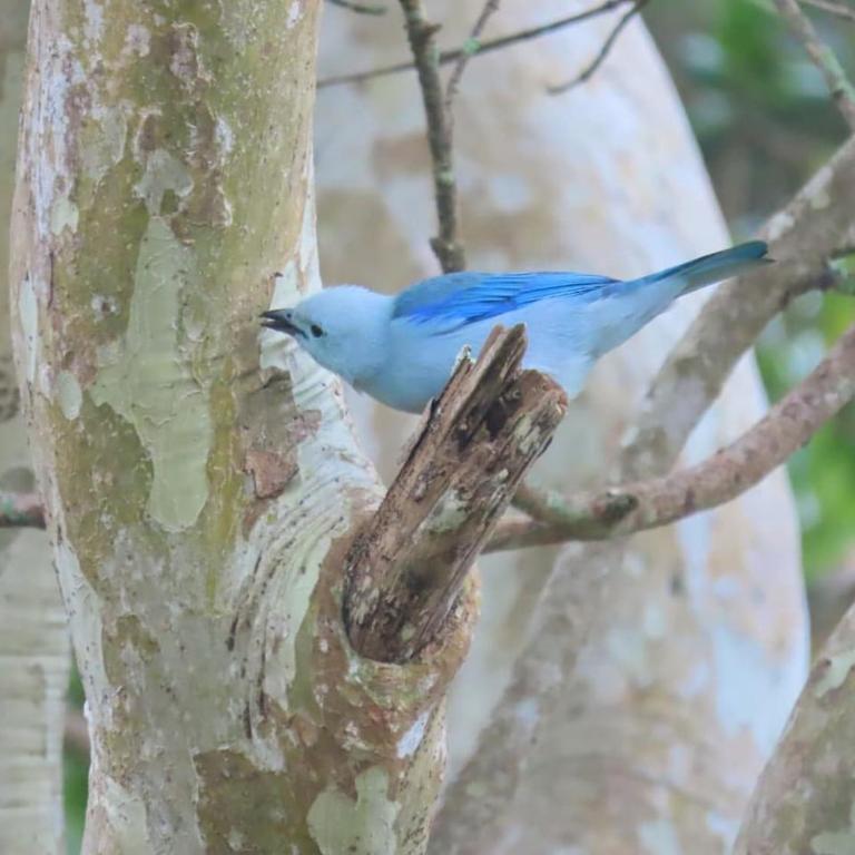 Medellin Bird watching Cabin reserved Forest - Apartamento de 2 dormitorios - 2
