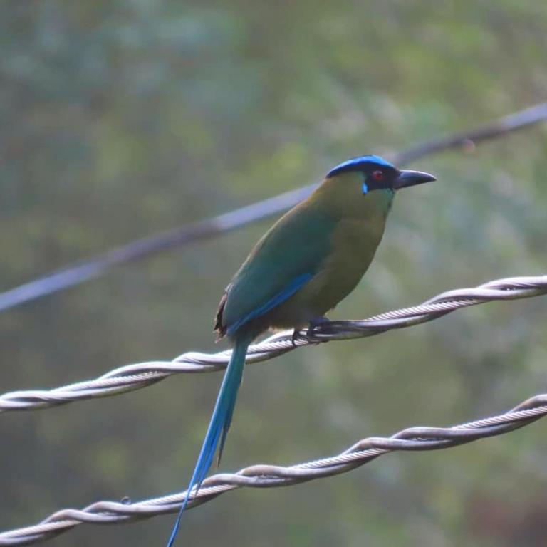 Medellin Bird watching Cabin reserved Forest - Apartamento de 2 dormitorios - 4