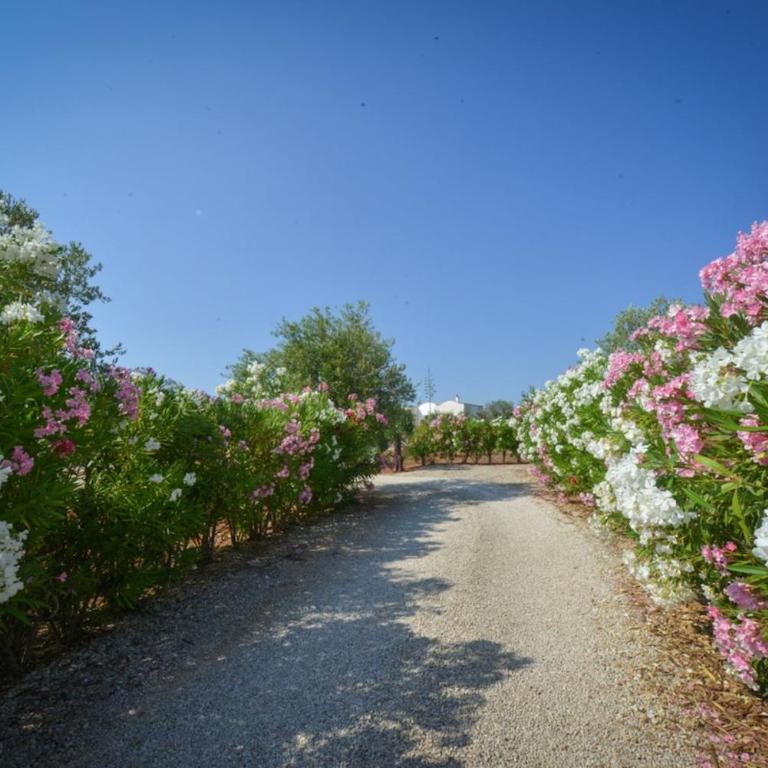 The Hidden Olive Grove - Pool Villa Ostuni - Villa - 17