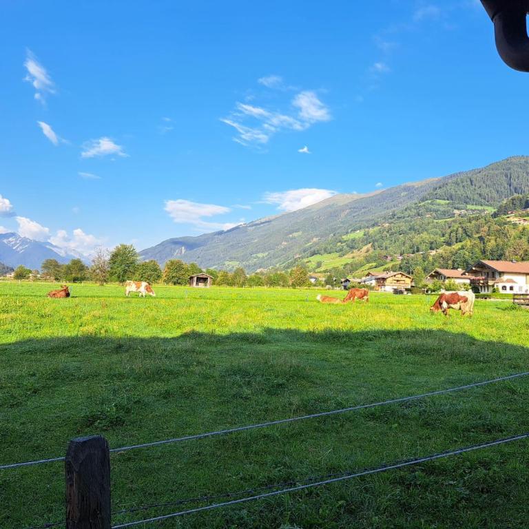 Ferienwohnung Smit mit Hohe Tauern sommercard - Appartement 1 Chambre - 12