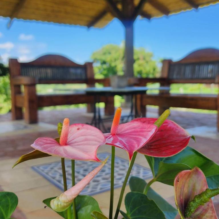 Finca Hotel con piscina en Morelia Pereira - Room #1687189904 - 2