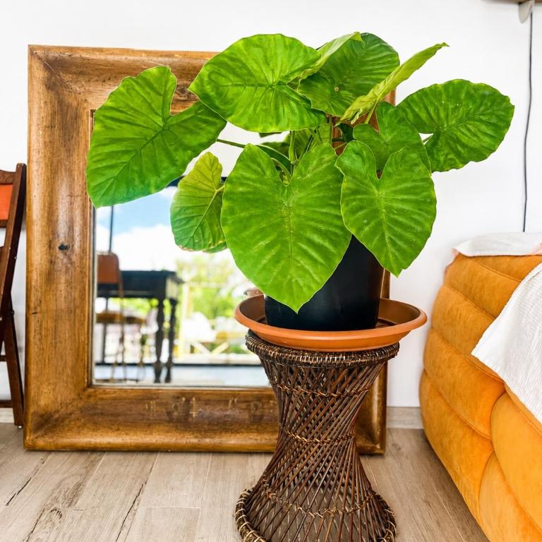Villa Papaya Lajares - Casa con 2 Camere da Letto - 18