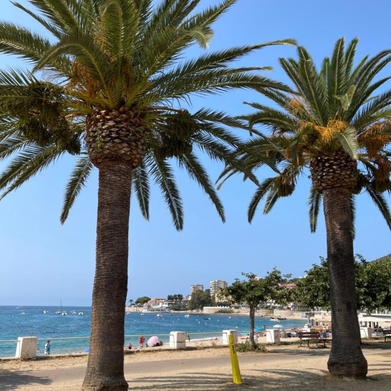 Le petit paradis avec vue mer-route des îles Sanguinaires - Appartement 1 Chambre - 32