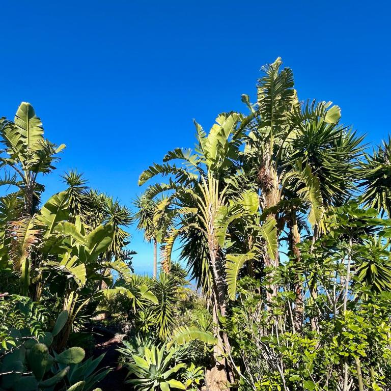 Finca Tenerife - Traumblick, tropischer Garten, viel Platz & Ruhe - Casa con 1 dormitorio - 34