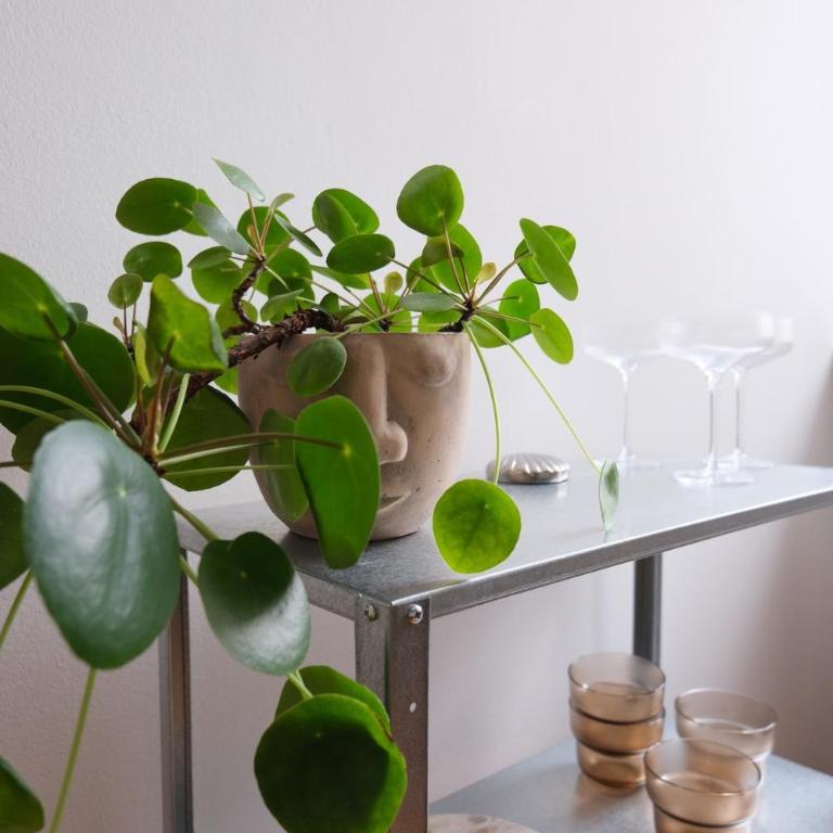 Gemütliche 2-Zimmer-Altbauwohnung - One-Bedroom Apartment - 8