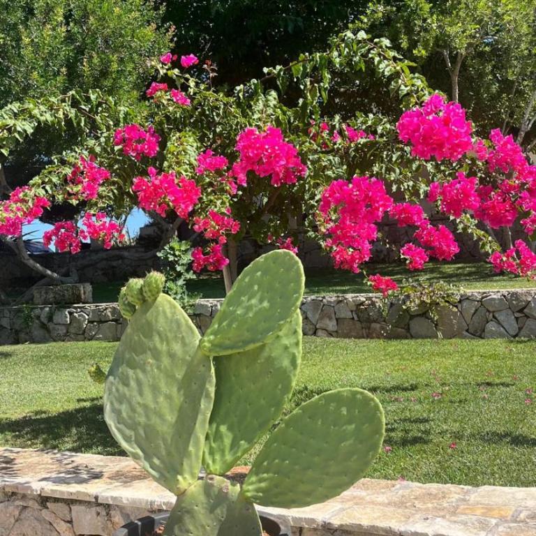 Villa Torre San Giovanni Ugento - Villa con Piscina Privata - 75
