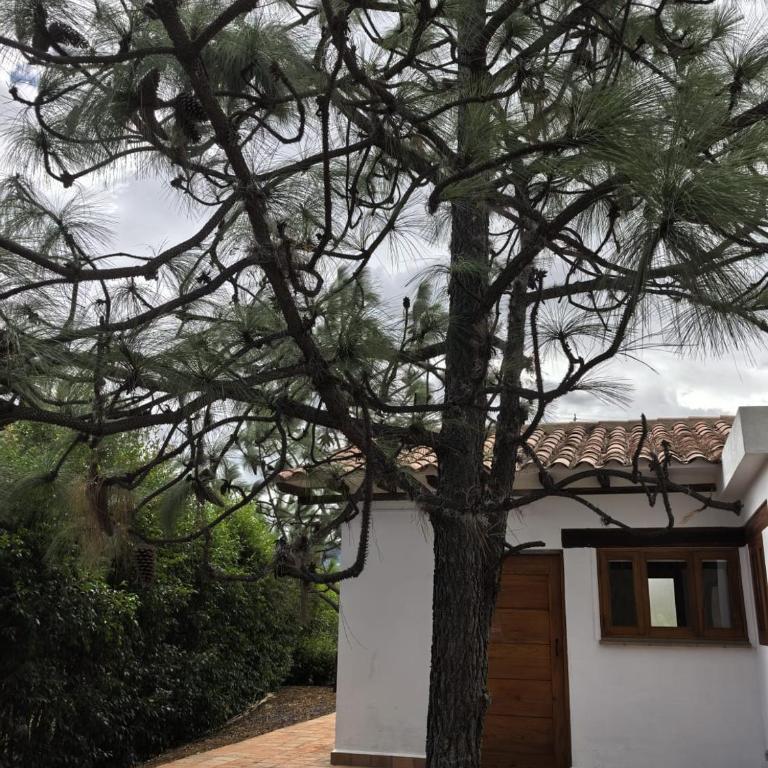 Entrepinos Villa Alegría - Suite Deluxe con cama extragrande - 29