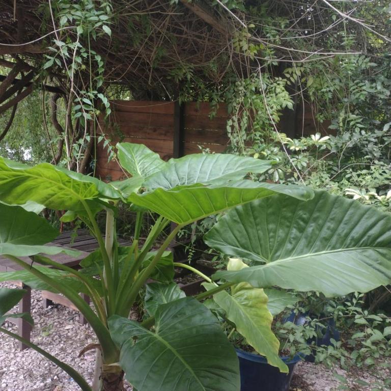 Cabañas Caramelo - Estudio con vistas al jardín - 1