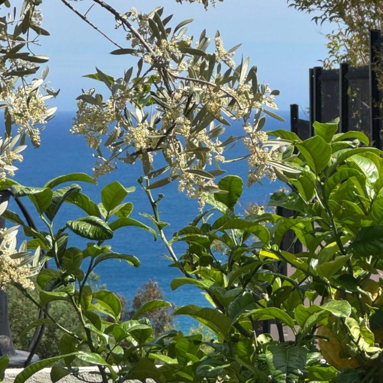 Appartements vue mer Rêves d'Azur Les Issambres - Apartment with Sea View - Monaco - 20