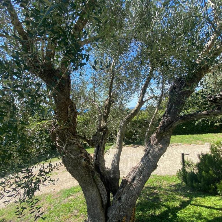 Garda Lake with private pool - Villa - 66