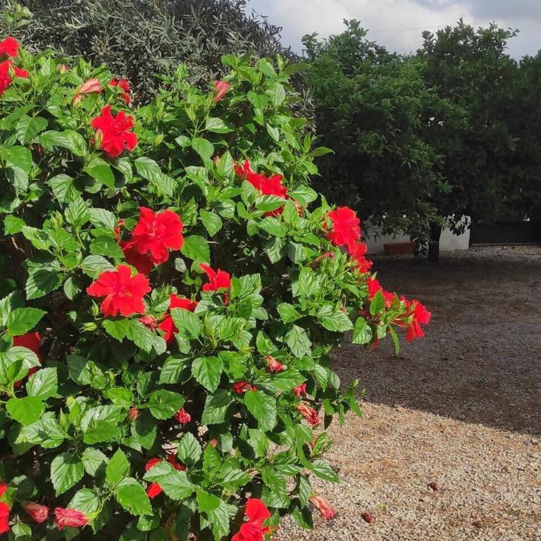 Casa Verna - Estate & Rural Homes - Villa - 32