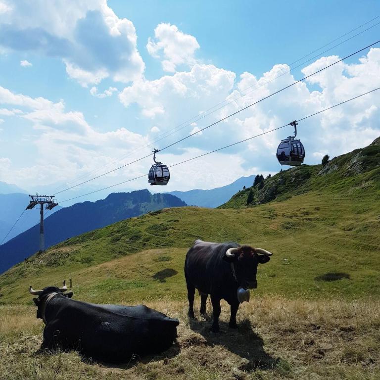 Charming Riederalp Apartment with Mountain Views Aletsch UNESCO - Apartment - 29