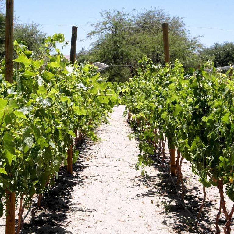 Eltoconar atacama Volcano Sightviews, Wineyard & Desertic nature - Habitación Deluxe (2 adultos + 1 niño) - 29