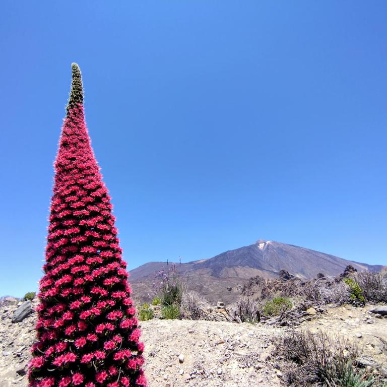 Paradise Hideaway Tenerife - Appartamento con Balcone - 52