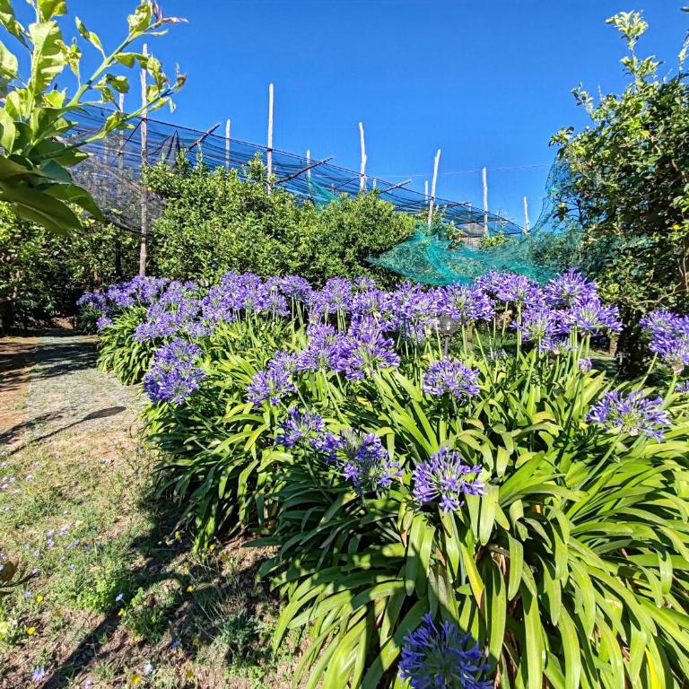 Villa LemonSun Sunset Sorrento Amalfi Coast Sea View - Casa con 2 Camere da Letto - 46