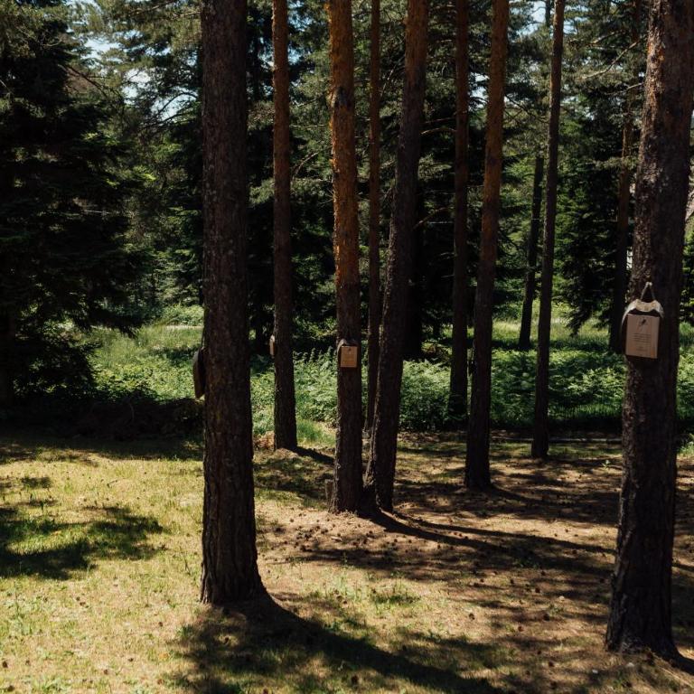 Etno kuća Apartmani Pesma, Divčibare - Apartman sa Pogledom na Vrt - 29