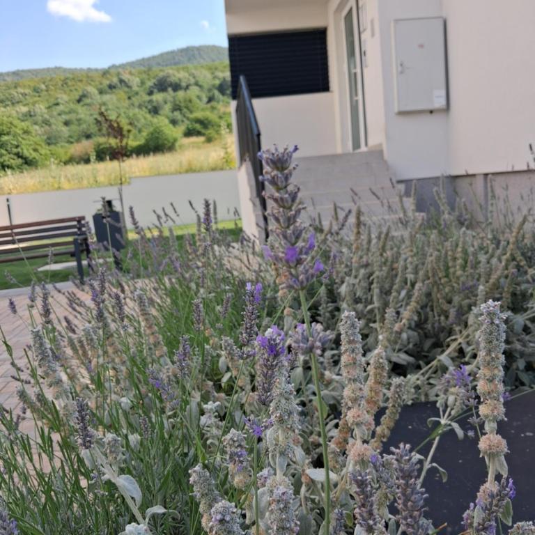 Natura Lux & Parking Free - Green Hill, blizu Akva parka - Apartman sa 1 Spavaćom Sobom - 41