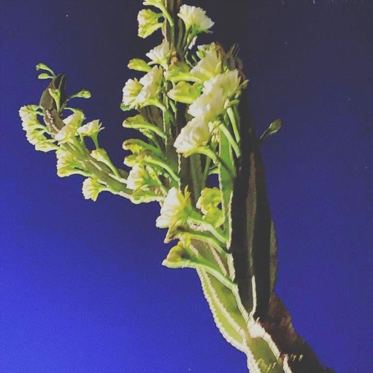 Villa Orchidea -San Lorenzo - Marzamemi - Villa con Piscina Privata - 37