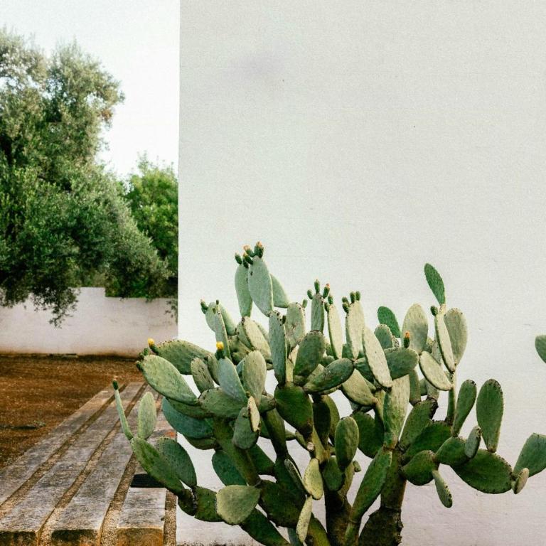 Trullo with courtyard and olive tree in Puglia - Casa - 36