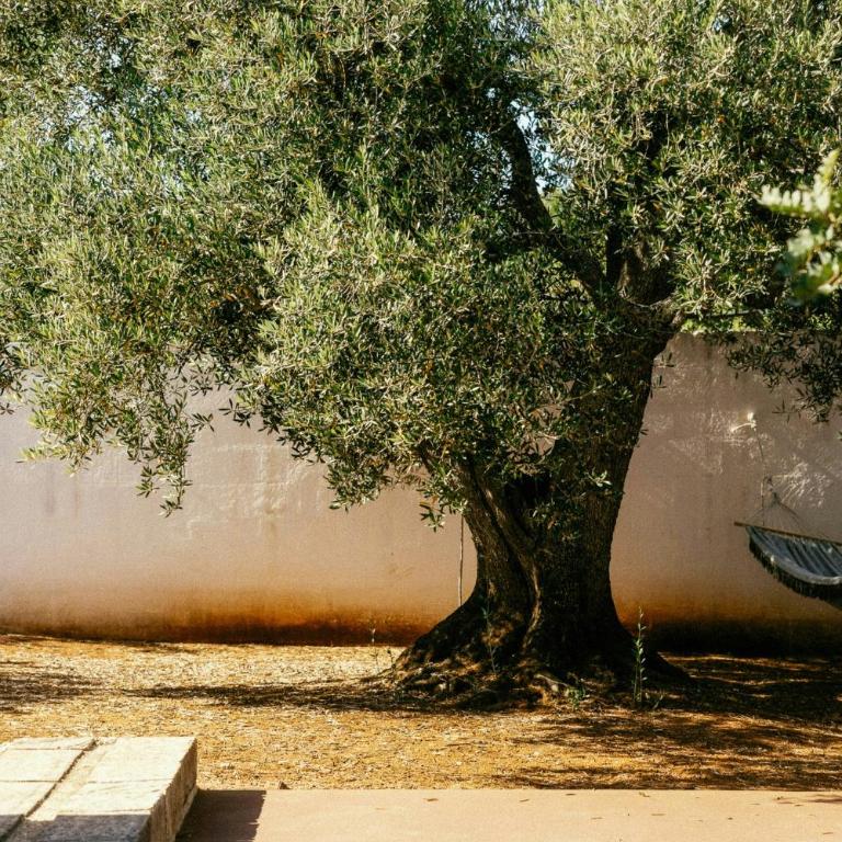 Trullo with courtyard and olive tree in Puglia - Casa - 39