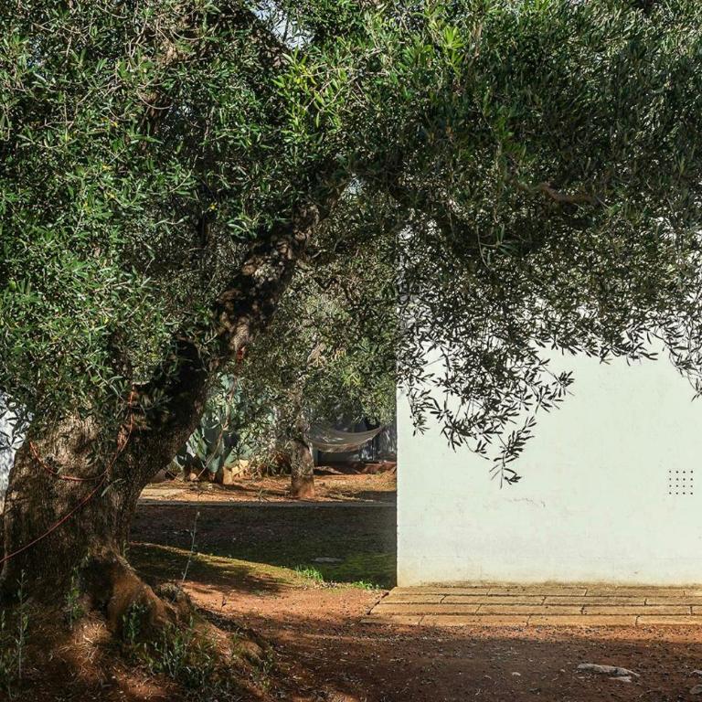 Trullo with courtyard and olive tree in Puglia - Casa - 38