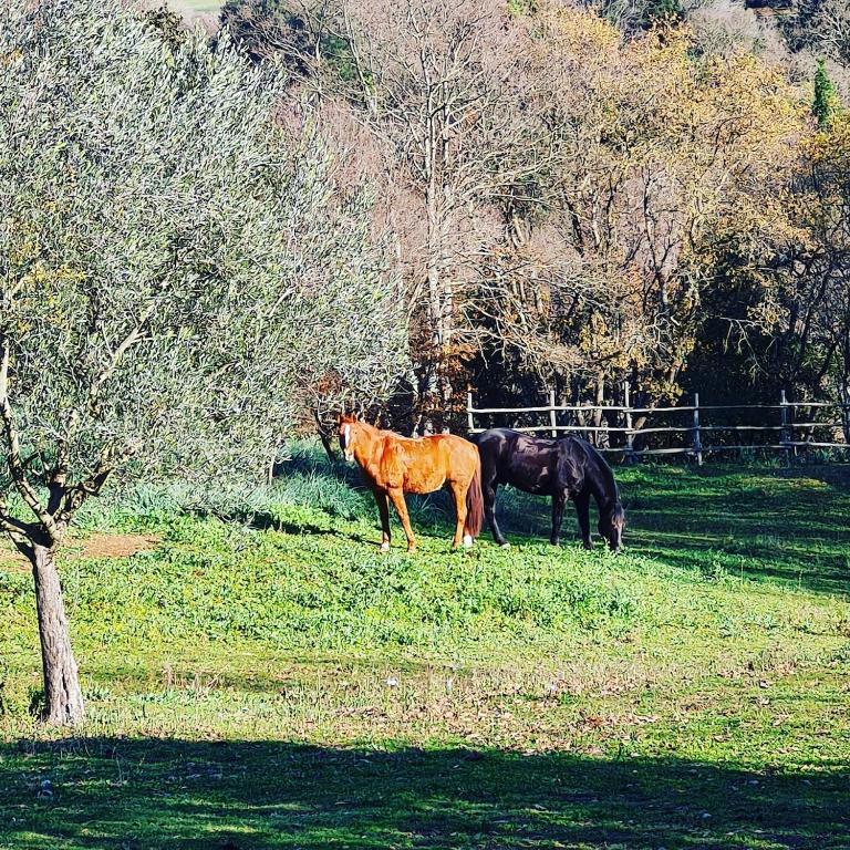 Your house in Rome - 10 minutes from Colosseo! - Appartamento con 3 Camere da Letto - 27