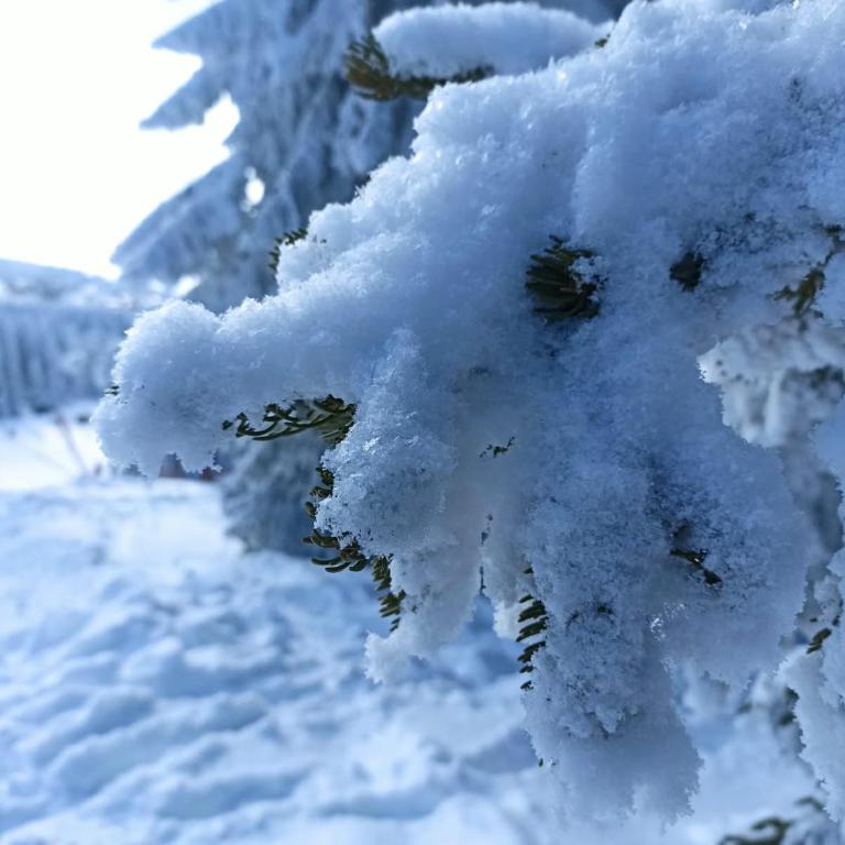 Aurora Summit apartment Residence Hill Kopaonik - Appartement 1 Chambre - 69