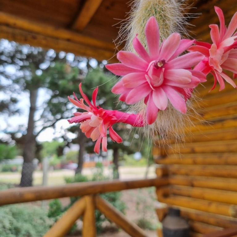 Cabaña boutique cactus y caracolas pinamar - One-Bedroom House - 12