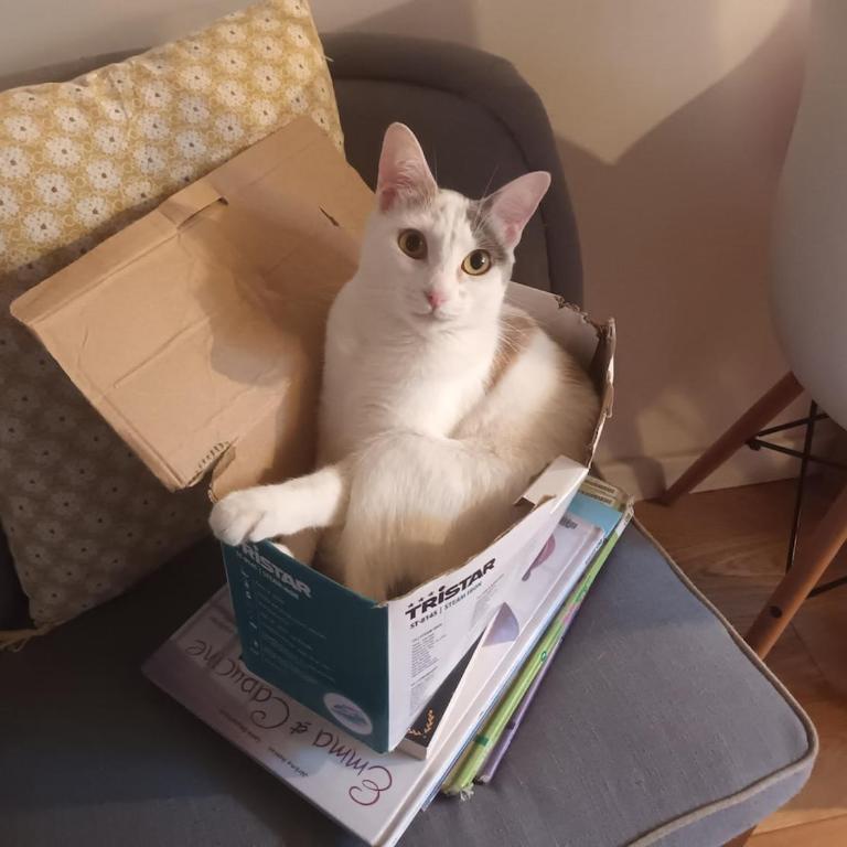 Sunny and Central Flat with a cute cat - Appartement 1 Chambre - 15