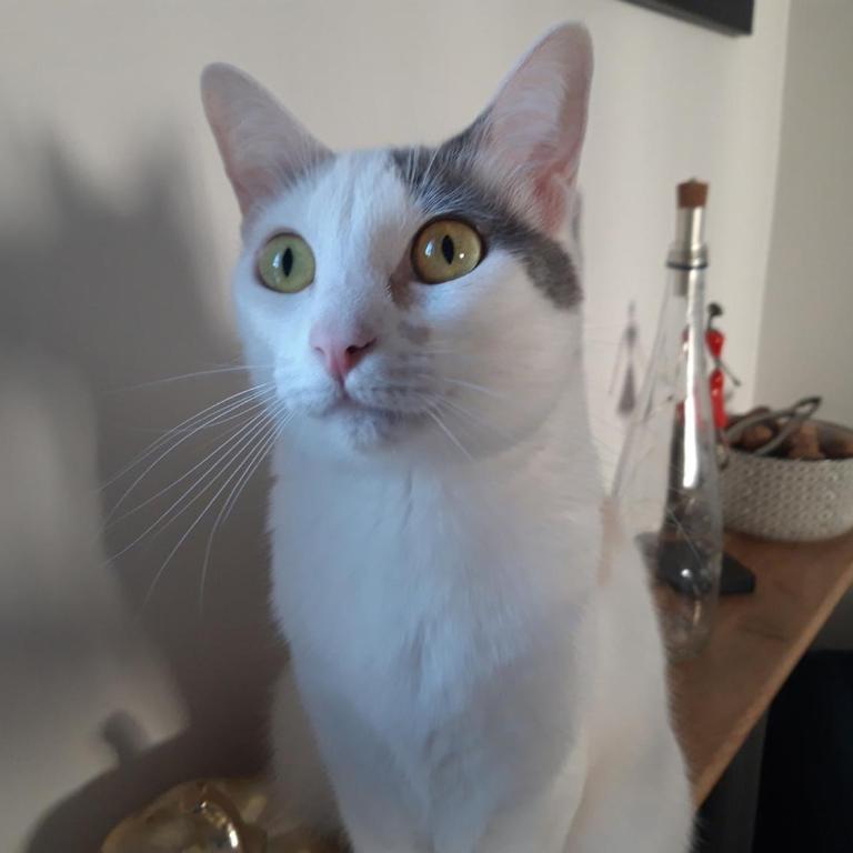 Sunny and Central Flat with a cute cat - Appartement 1 Chambre - 17