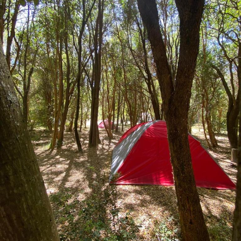 Camping Delta del Azul - Tent - 1