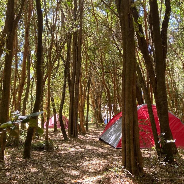 Camping Delta del Azul - Tent - 2