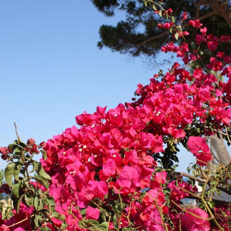 Mijas Castle 750m2, beach, pool, privacy, luxury - Casa de 8 dormitorios - 70