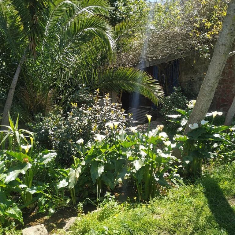 Stone Cabin in Natural Park Tarifa - Chalet con 1 Camera da Letto - 20