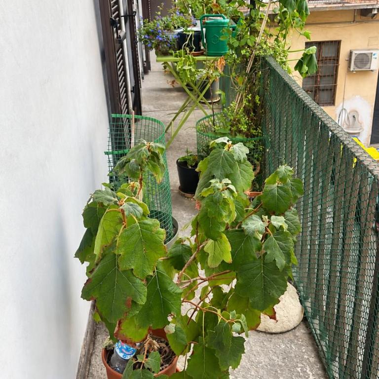 Casa Lò - Appartamento con 2 Camere da Letto - 12